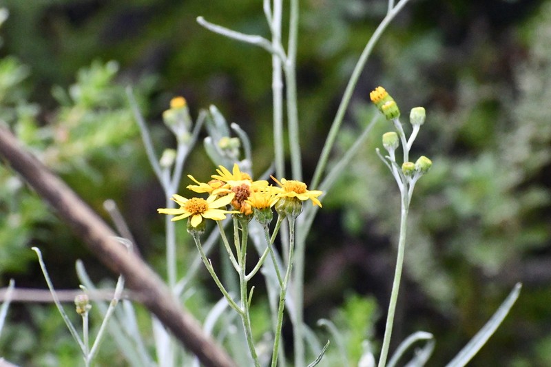 Senecio stoechadiformis photo 4