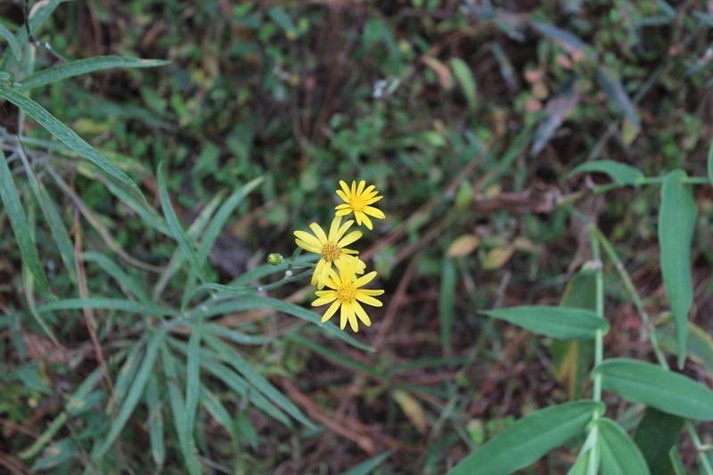 Senecio stoechadiformis photo 5