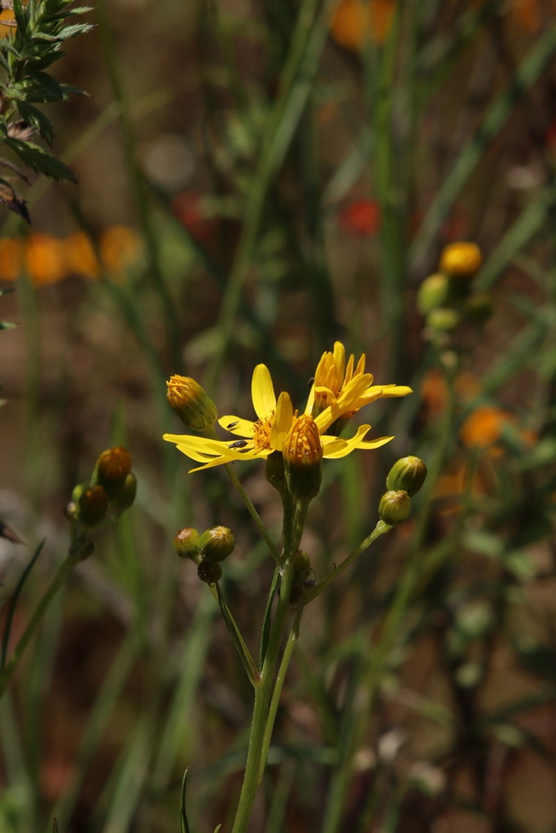 Senecio stoechadiformis photo 6