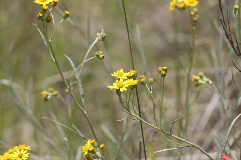 Senecio stoechadiformis photo 7