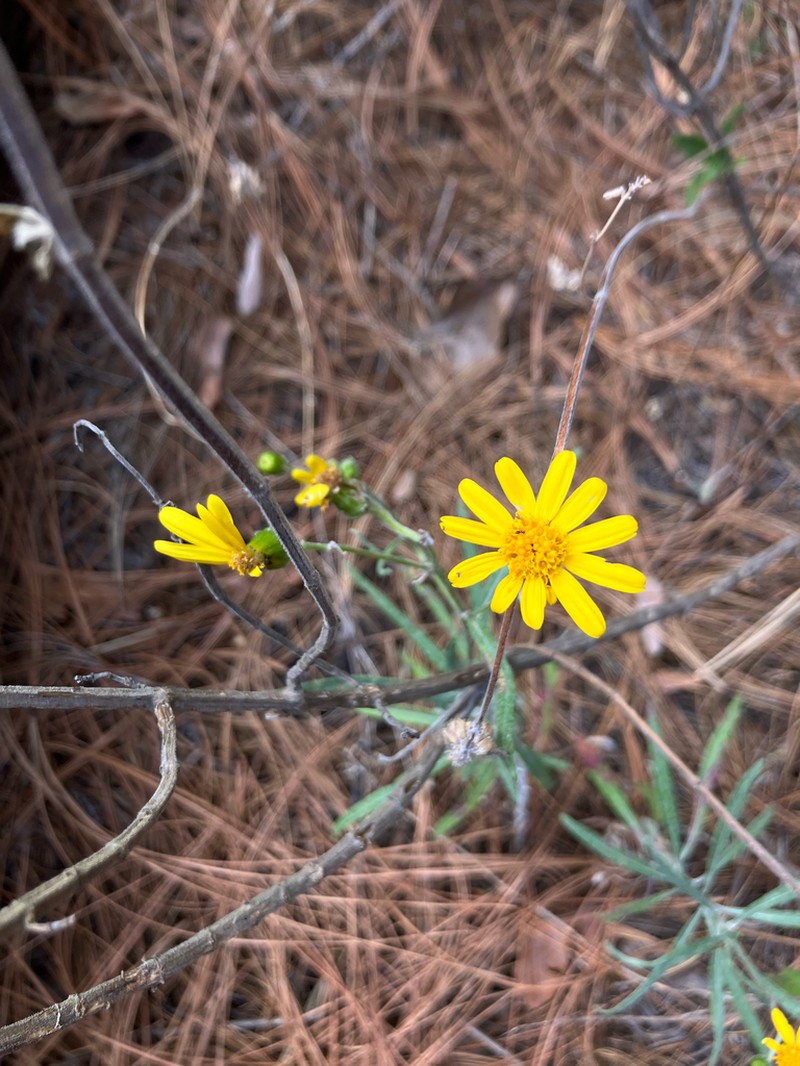 Senecio stoechadiformis photo 8