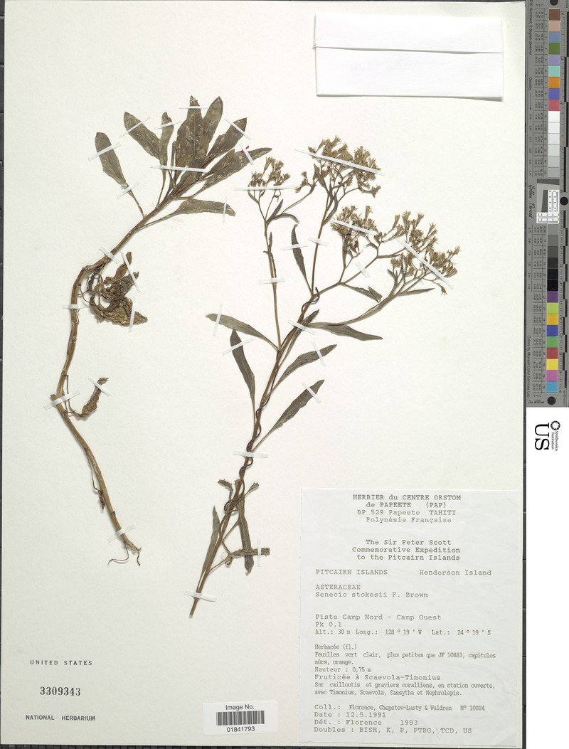 Senecio stokesii
