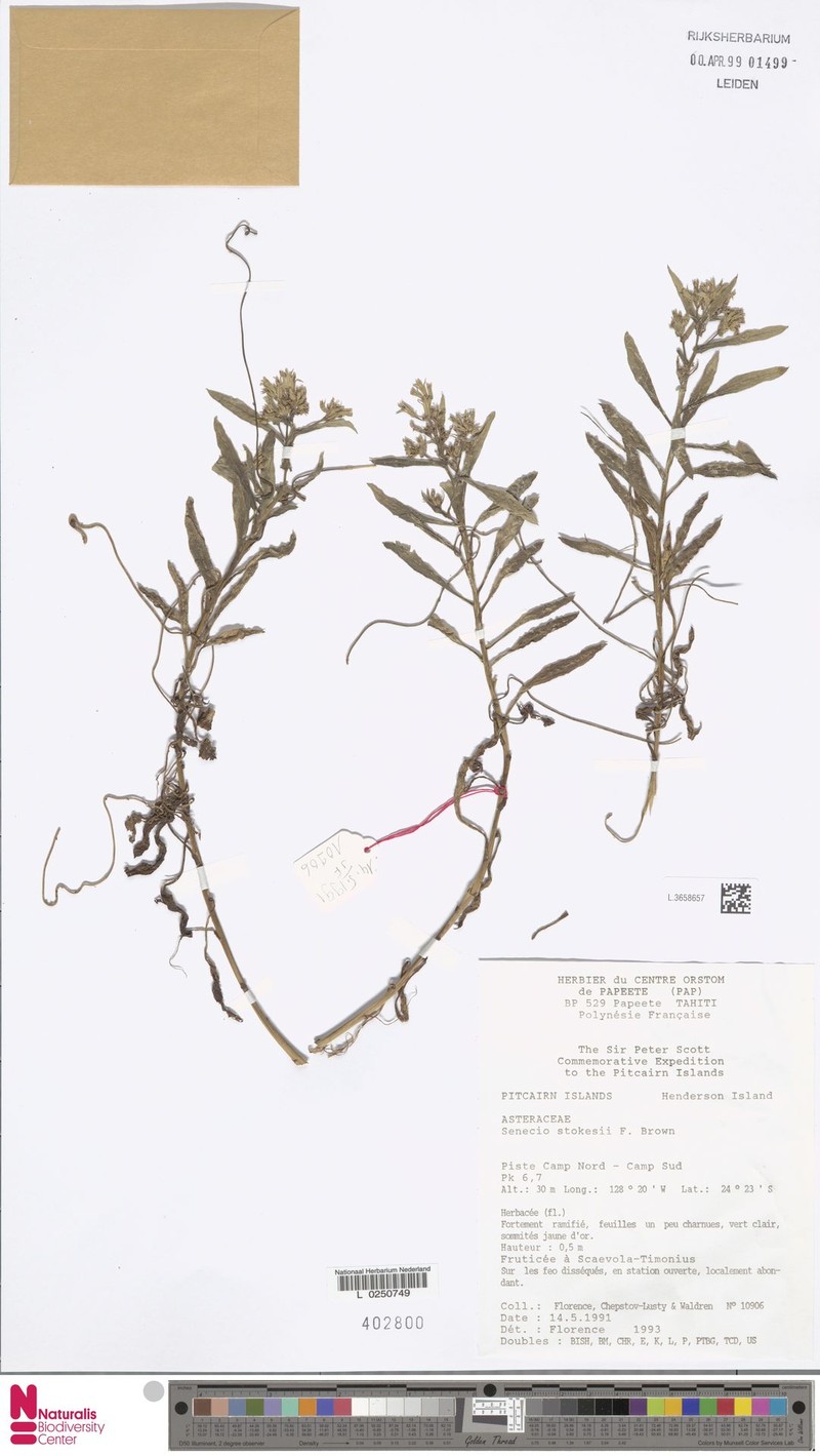 Senecio stokesii photo 2