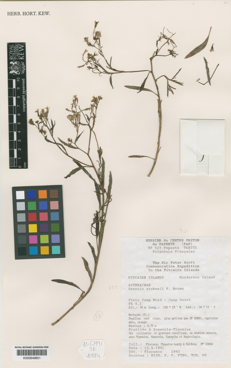 Senecio stokesii photo 3