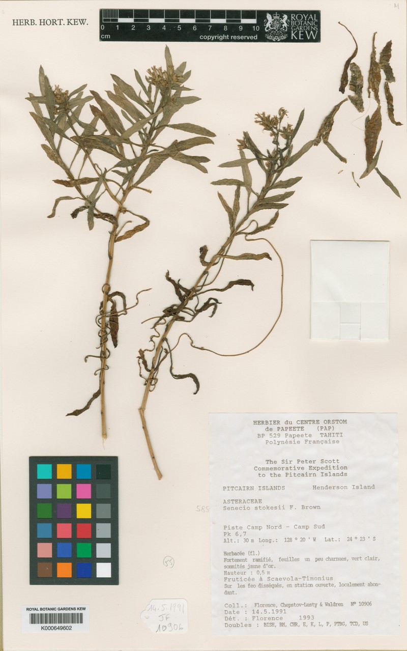 Senecio stokesii photo 4