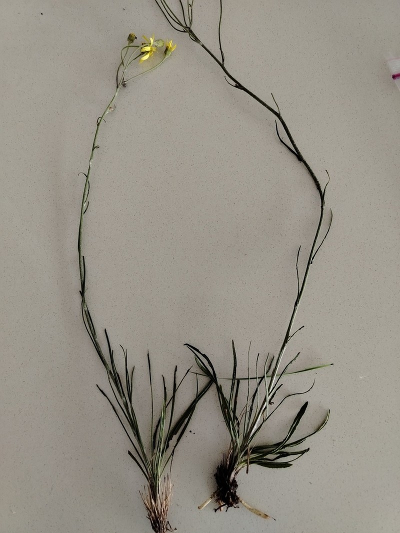Senecio striatifolius