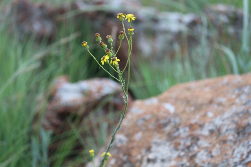 Senecio striatifolius photo 2