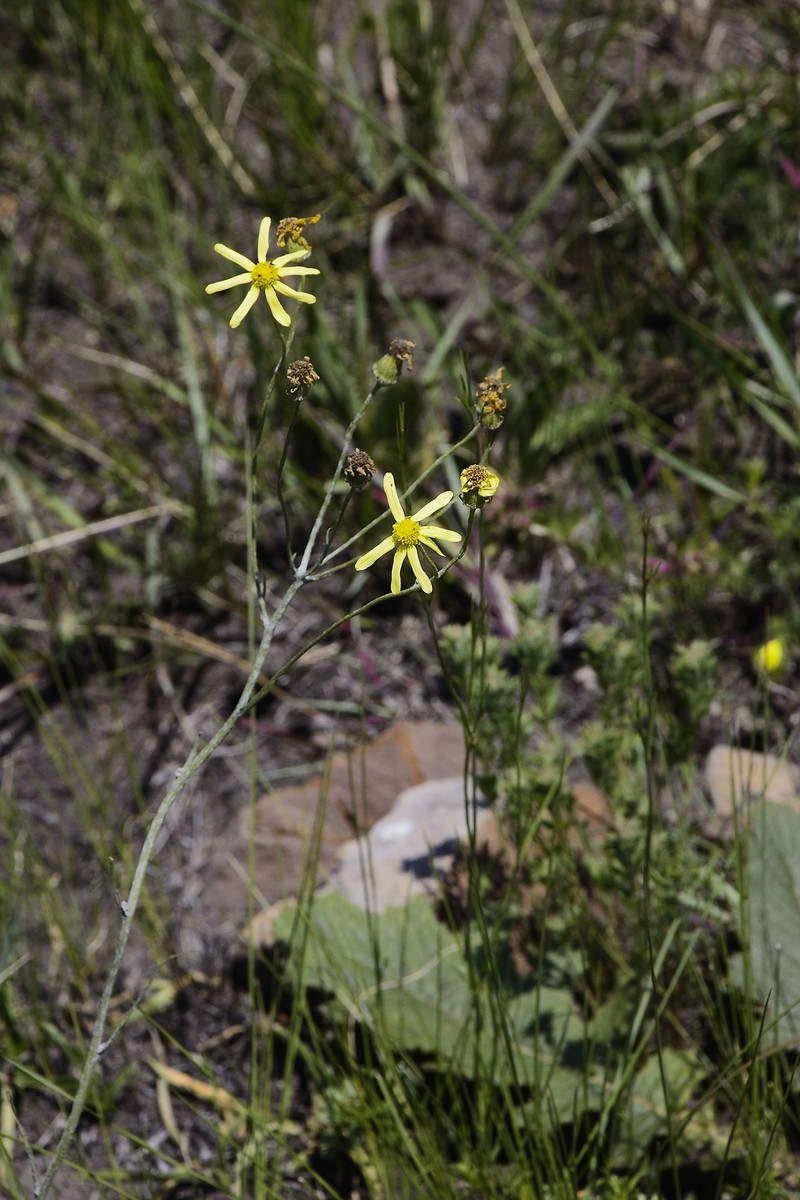 Senecio striatifolius photo 5