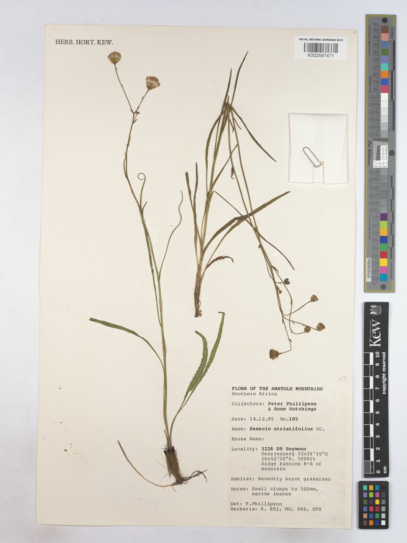 Senecio striatifolius photo 6
