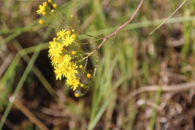 Senecio strictifolius photo 2