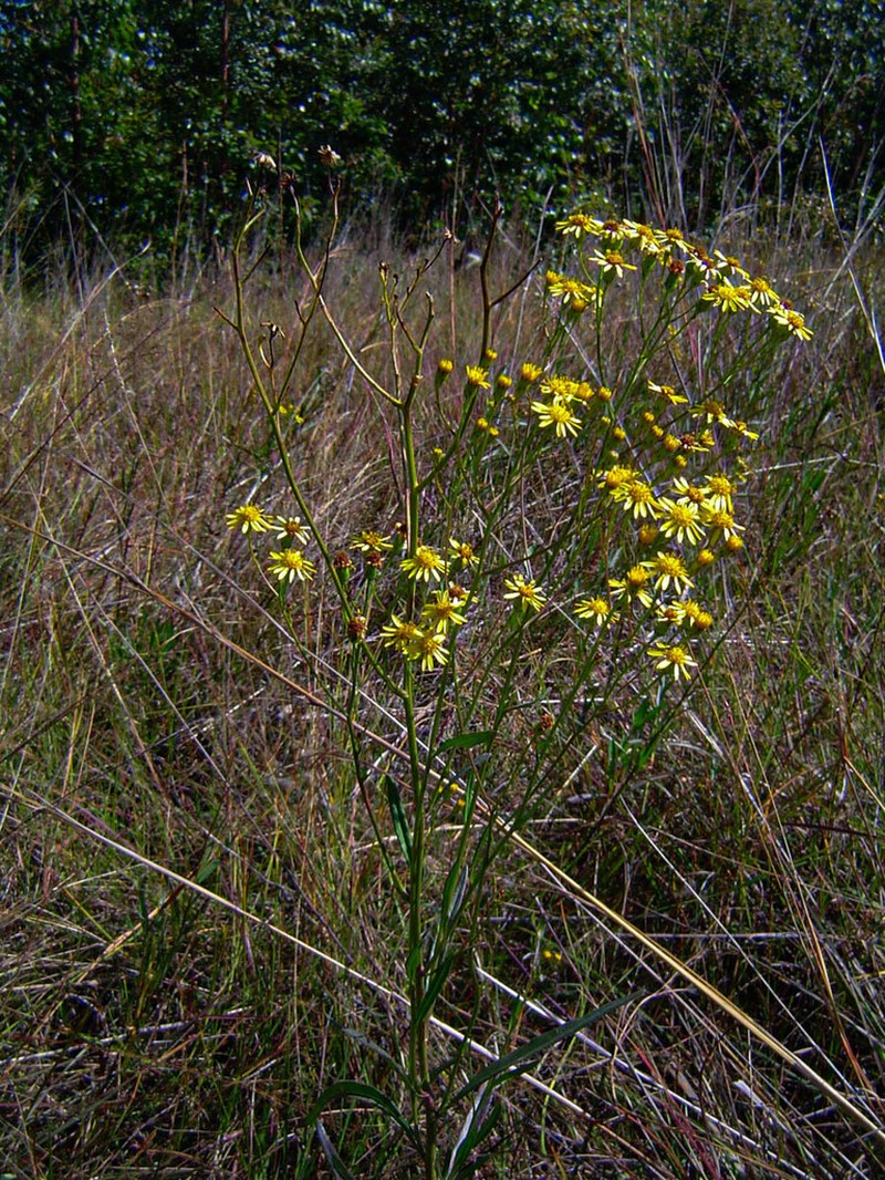 Senecio strictifolius photo 3
