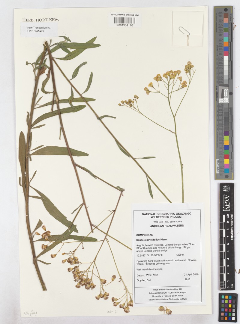 Senecio strictifolius photo 4