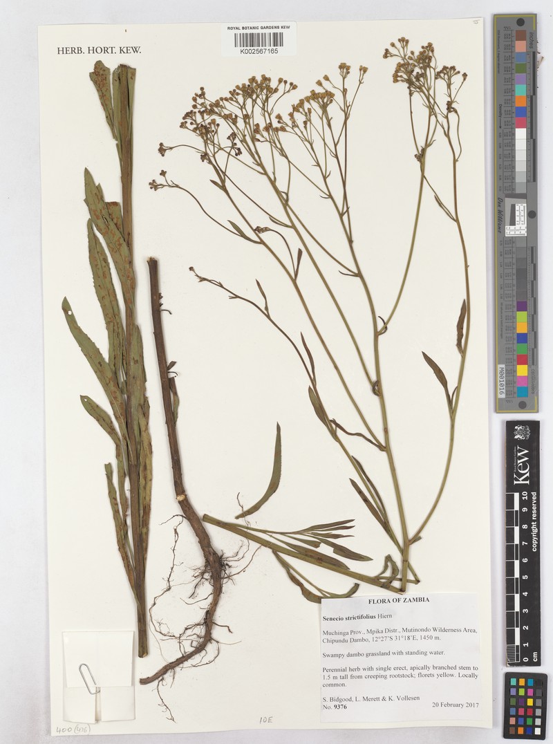 Senecio strictifolius photo 5