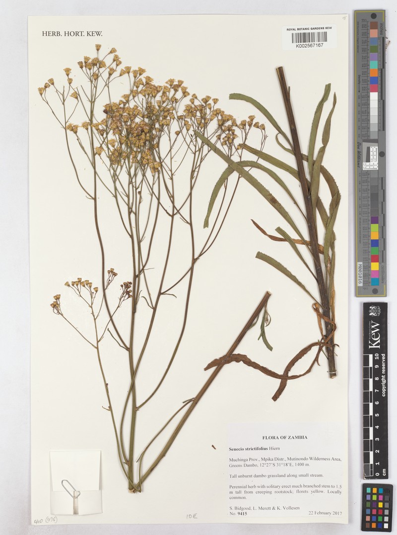 Senecio strictifolius photo 6