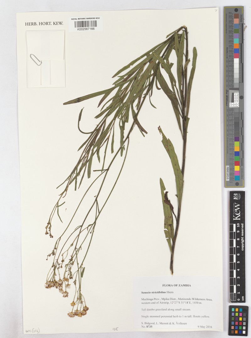 Senecio strictifolius photo 7