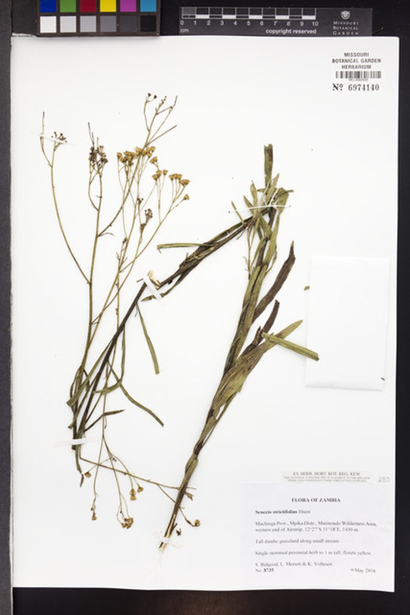 Senecio strictifolius photo 8