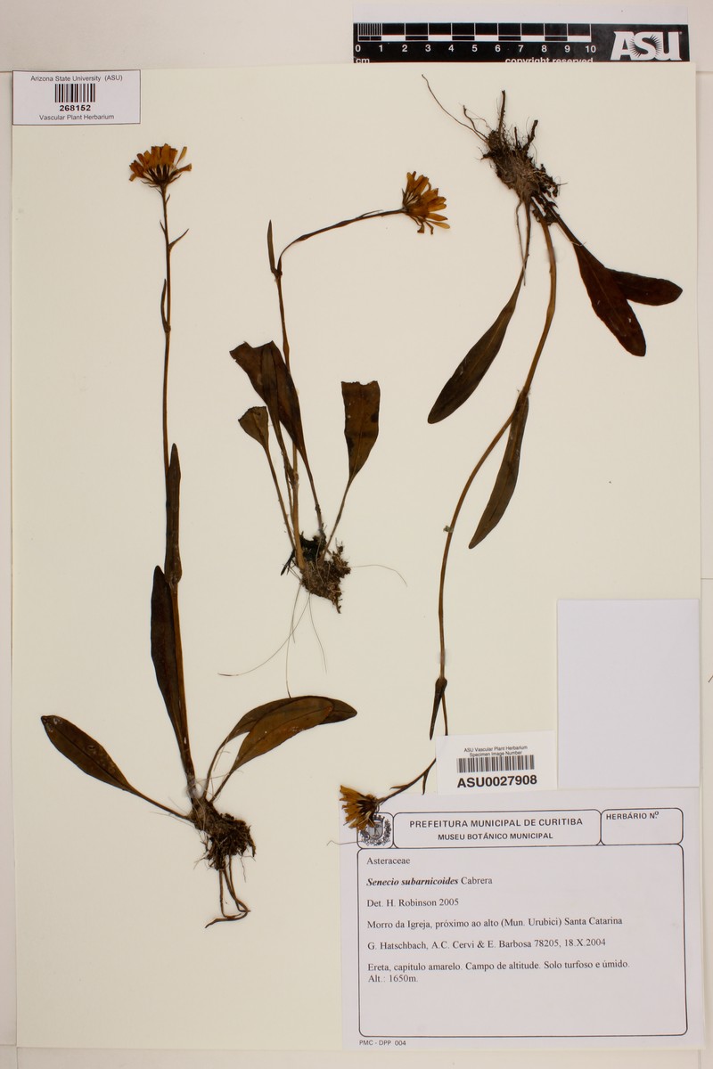 Senecio subarnicoides