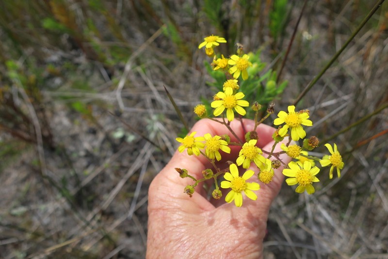 Senecio subcanescens photo 2