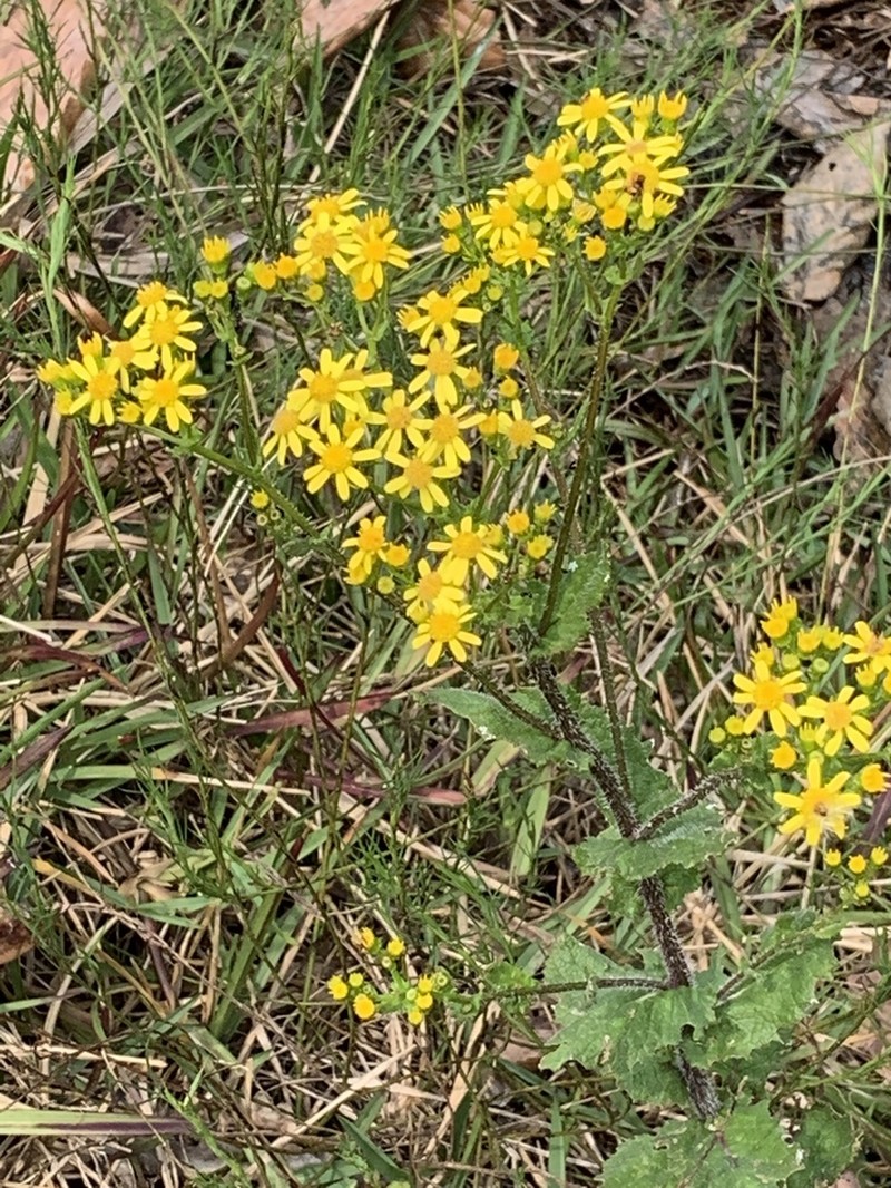 Senecio subcanescens photo 3