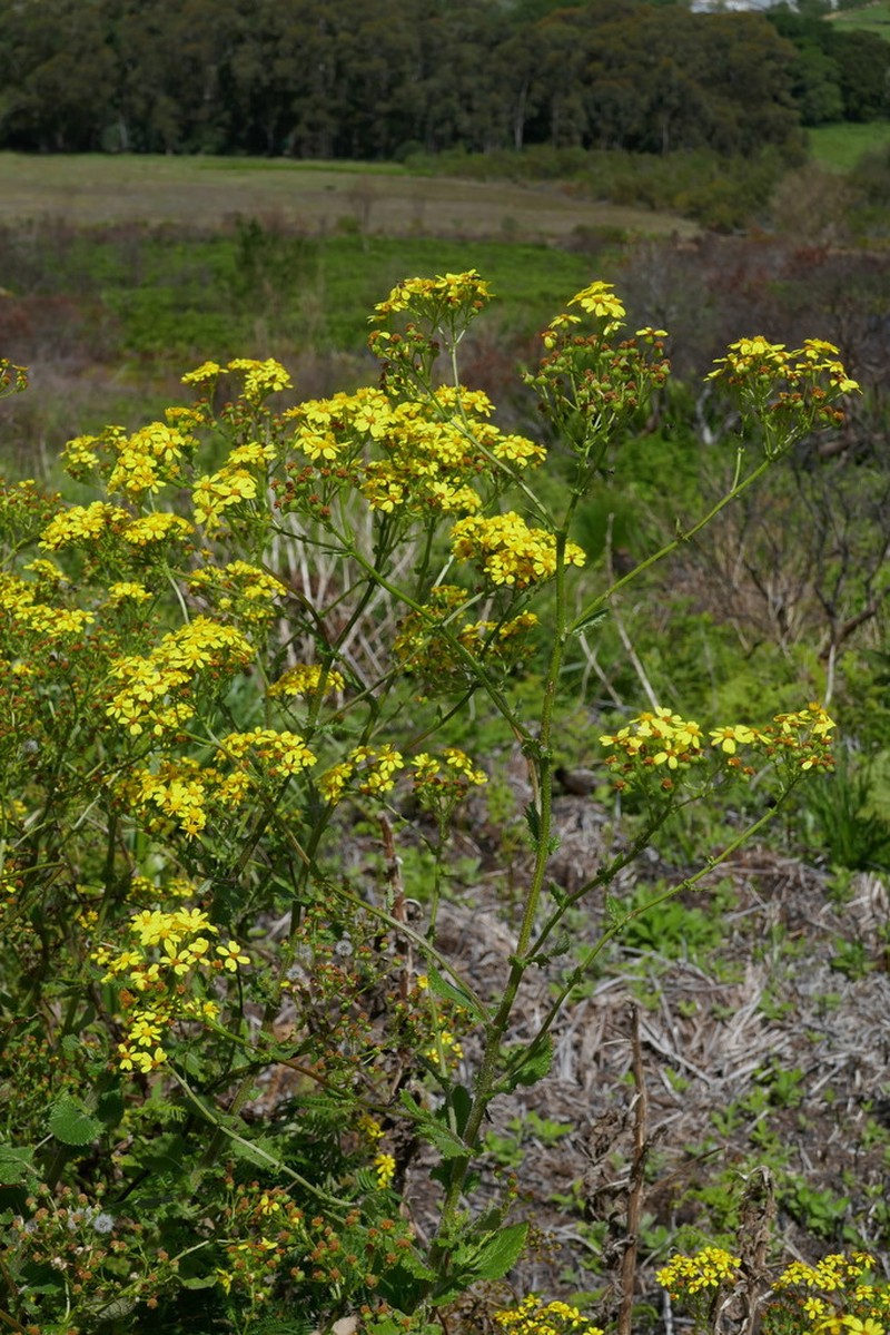 Senecio subcanescens photo 4