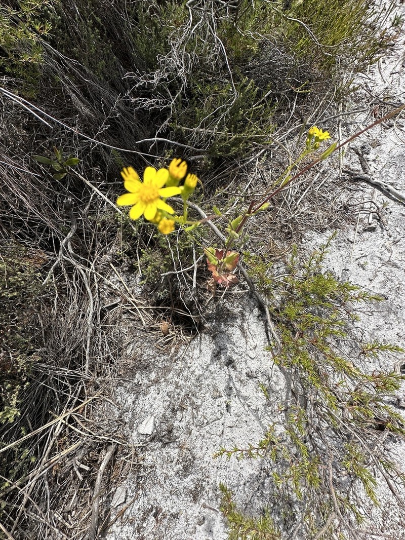 Senecio subcanescens photo 5