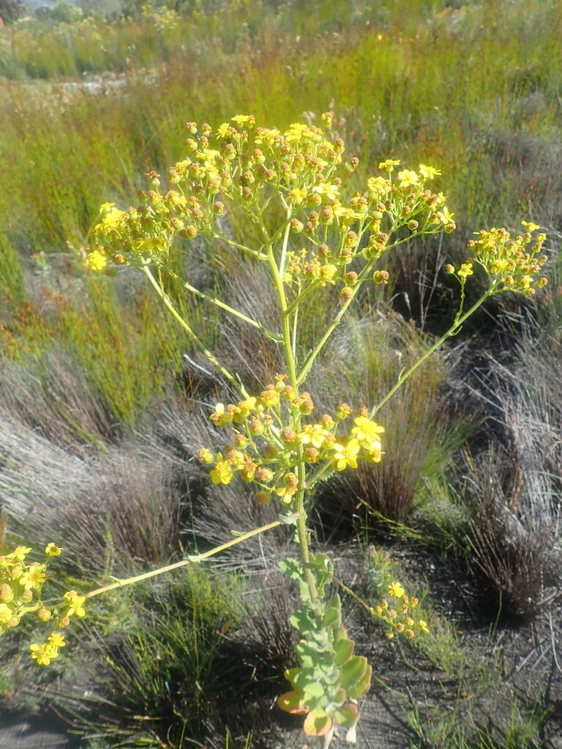 Senecio subcanescens photo 6