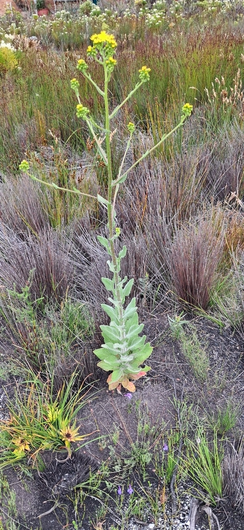 Senecio subcanescens photo 7
