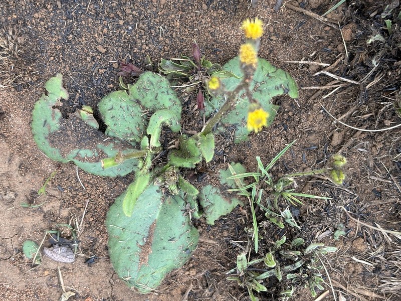 Senecio subcoriaceus