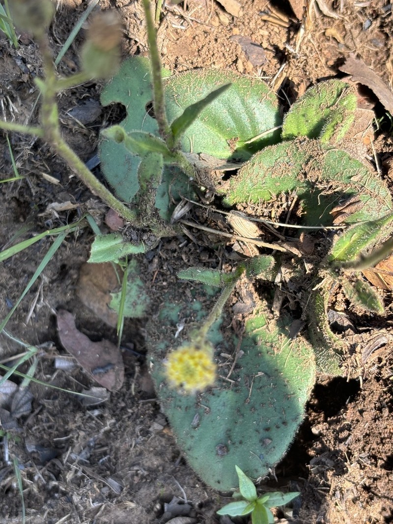 Senecio subcoriaceus photo 2