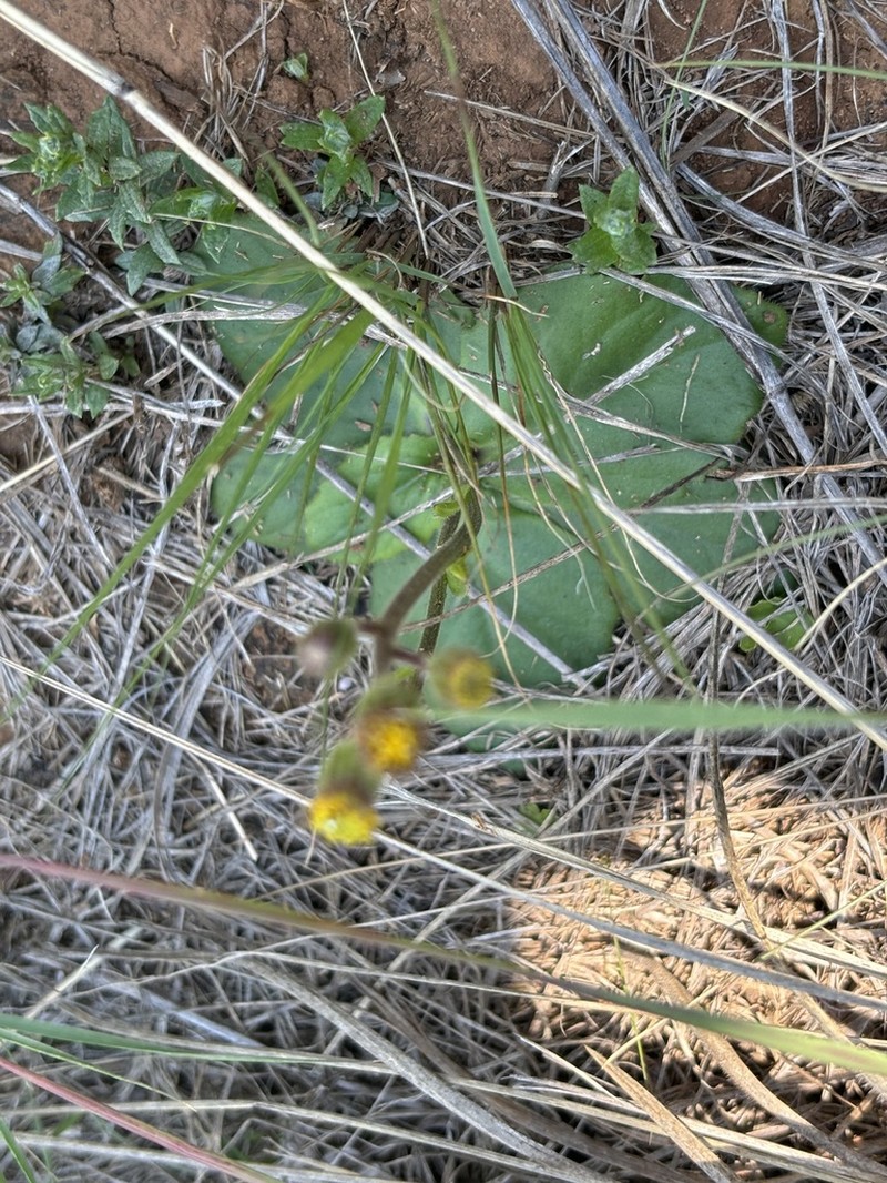 Senecio subcoriaceus photo 3