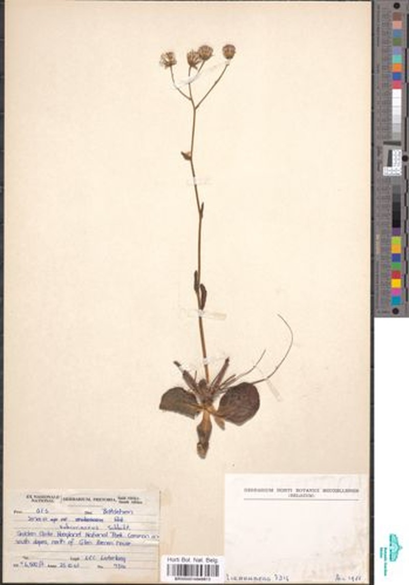 Senecio subcoriaceus photo 4