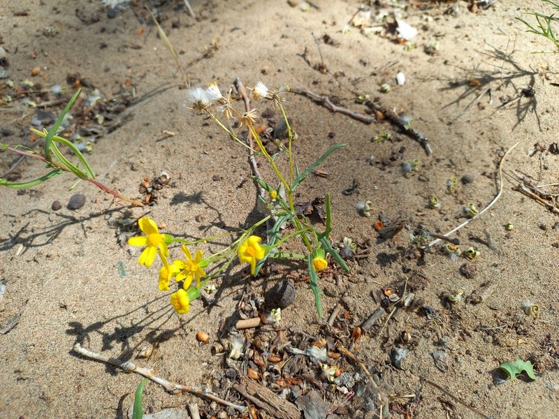 Senecio subdentatus photo 2