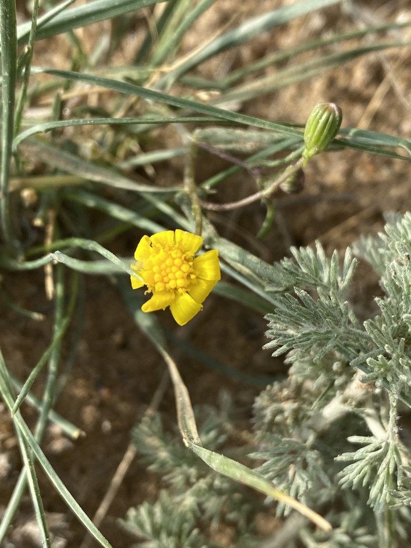 Senecio subdentatus photo 4
