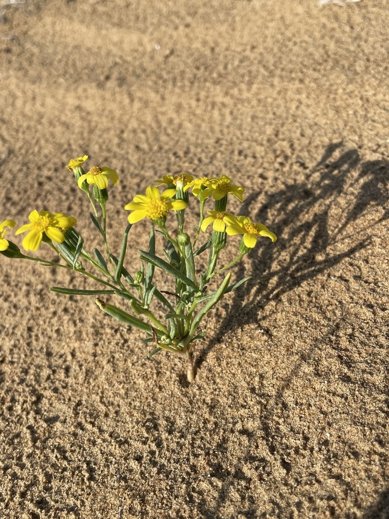 Senecio subdentatus photo 7