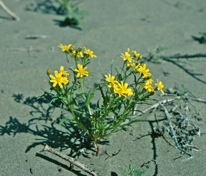 Senecio subdentatus photo 8