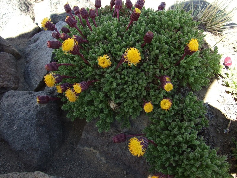 Senecio subdiscoideus