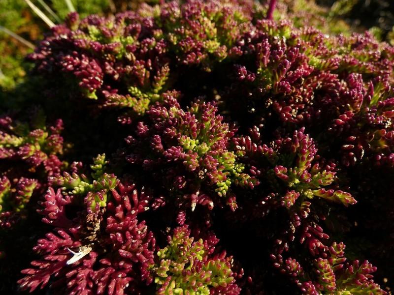 Senecio subdiscoideus photo 2