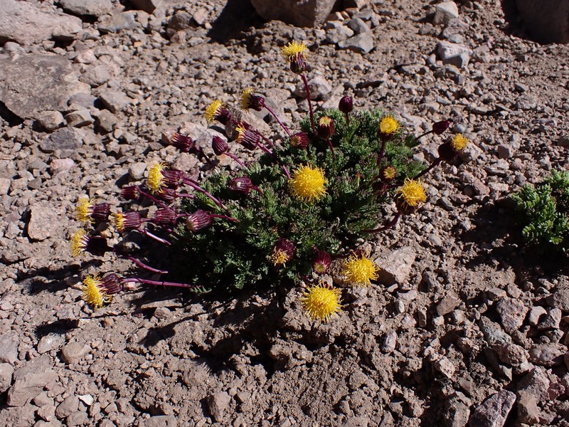 Senecio subdiscoideus photo 5