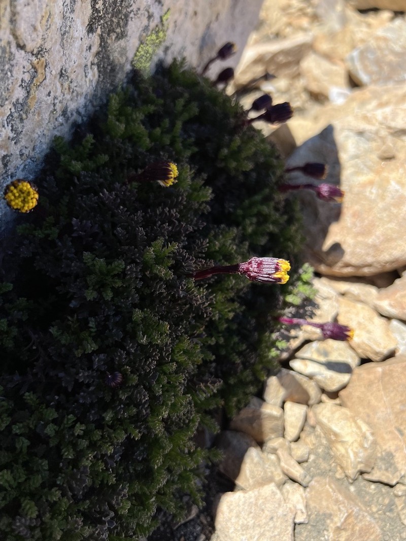 Senecio subdiscoideus photo 8