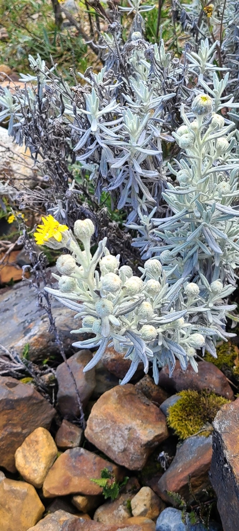 Senecio sublutescens