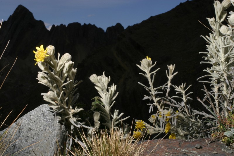 Senecio sublutescens photo 2