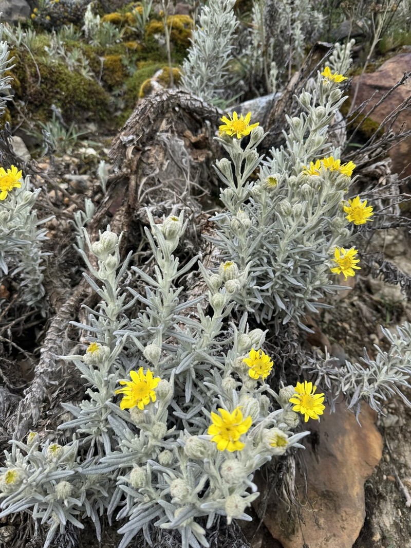 Senecio sublutescens photo 4