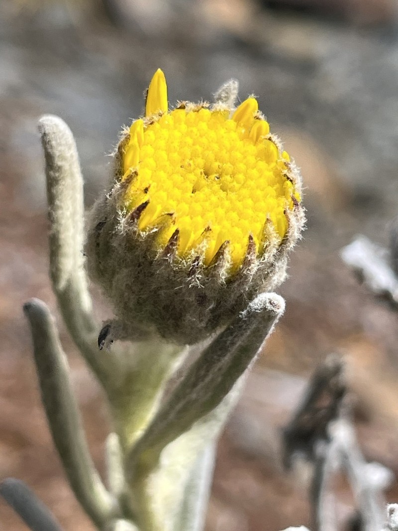 Senecio sublutescens photo 5