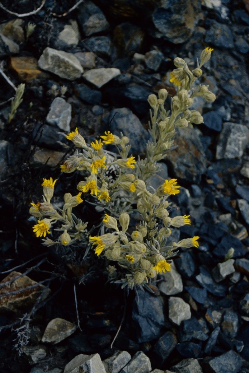 Senecio sublutescens photo 6