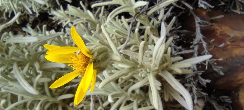 Senecio sublutescens photo 7