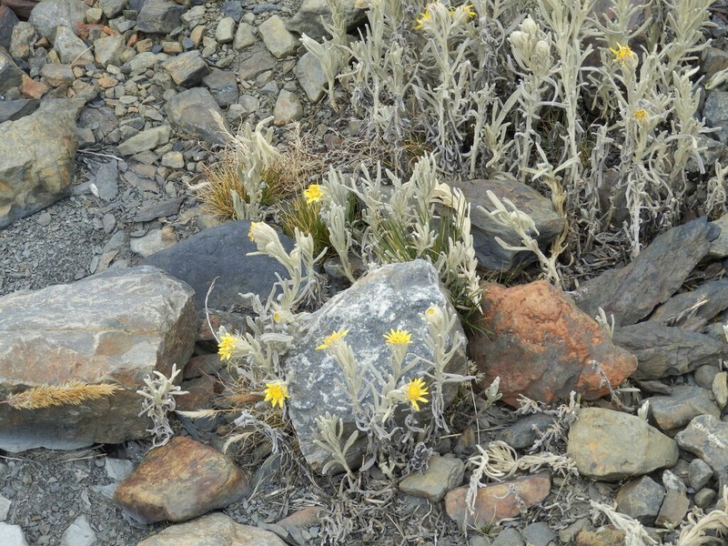 Senecio sublutescens photo 8