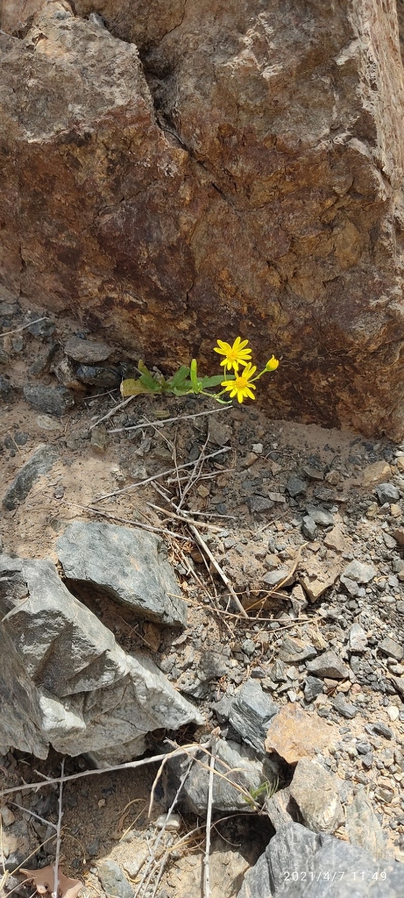 Senecio subnivalis