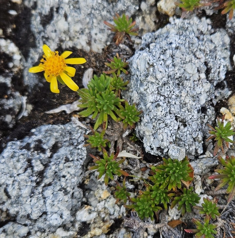 Senecio subpubescens