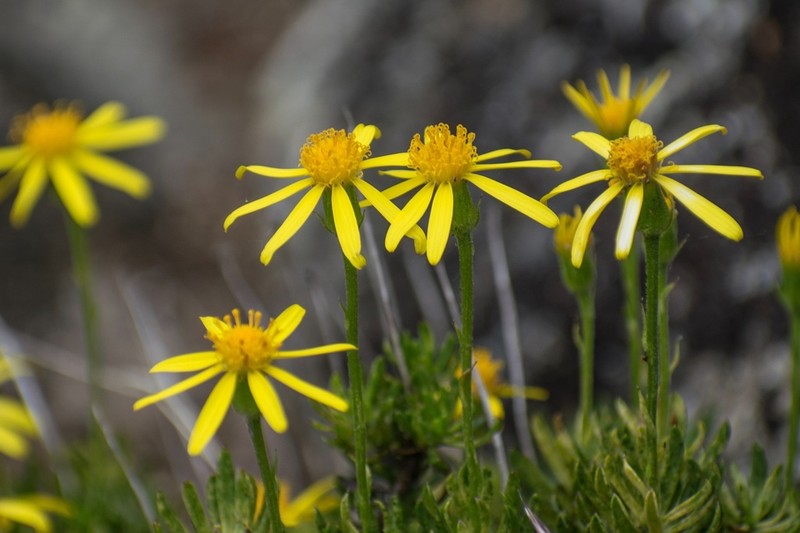 Senecio subpubescens photo 2