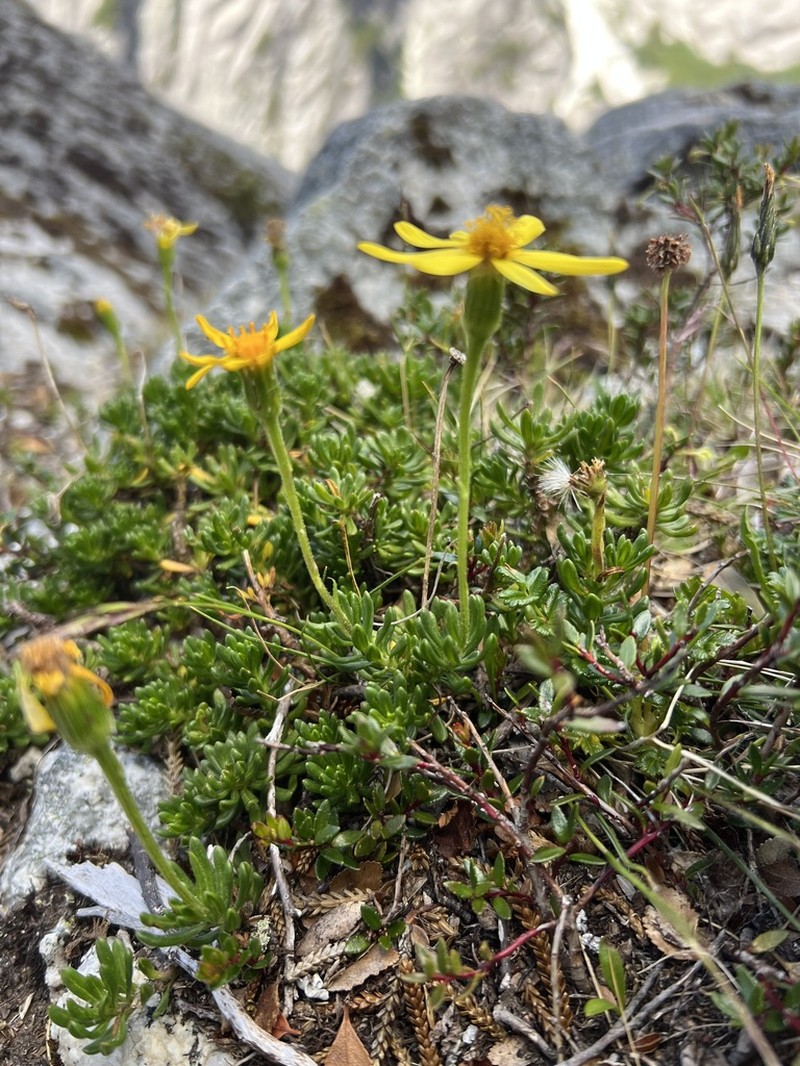 Senecio subpubescens photo 3